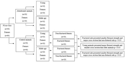 Effect of Age and Sodium Alendronate on Femoral Fracture Repair: Biochemical and Biomechanical Study in Rats